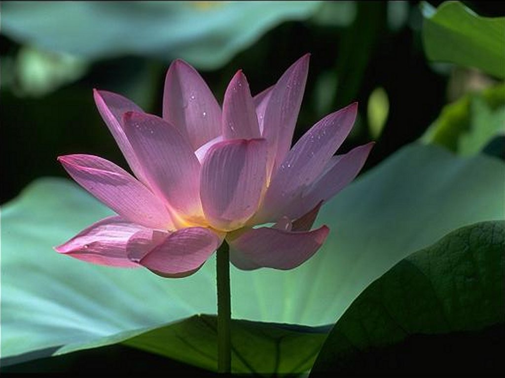 fond d'ecran gratuit feng shui